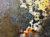 Oblong Scales