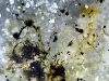 Oil-candy